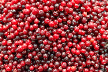 Closeup cowberry background