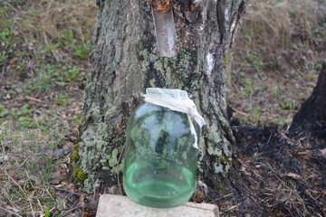 Spring collection of birch sap 