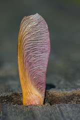 Macro Maple seed.  Close up of a tree seed pod.  