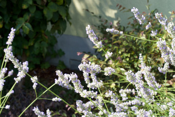 Lavendel mit Hummeln