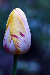 Tulips first appeared in Holland at the moment these colors was 15 classes, and in them there are 2,500 varieties!