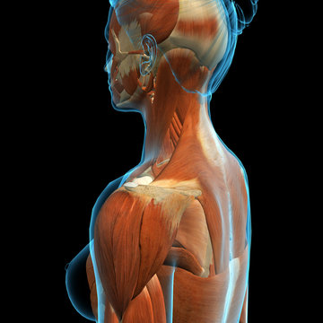 Woman's Neck and Shoulder Muscle Anatomy Side View