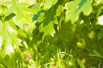 Fototapeta na wymiar tree leaves on the grass background