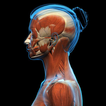 Profile of Woman's Head and Neck Muscle Structure
