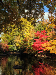 Foliage at Lithia Park, Ashland, Oregon