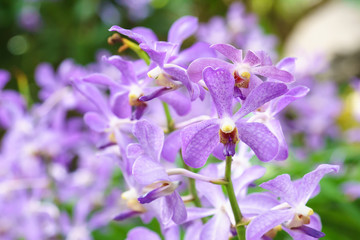 Purple mokara hybrids orchid in garden