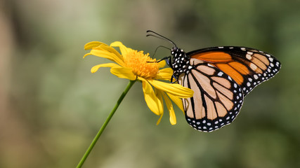 Monarch Butterfly