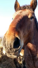 Nez de cheval