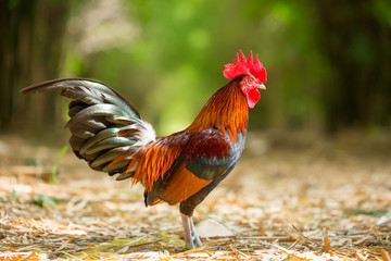 Colorful wild chickens - 132626433
