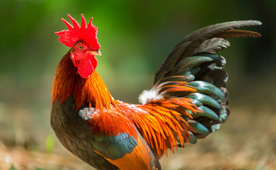 Colorful wild chickens - 132626499