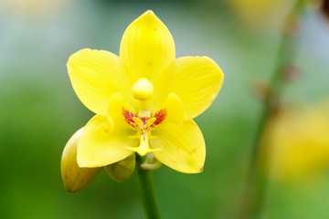 Naklejka na ściany i meble yellow spathoglottis orchid in garden