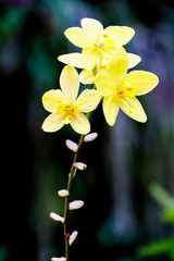 yellow spathoglottis orchid in garden