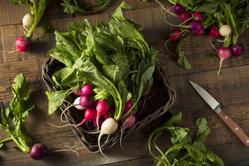 Raw Organic Muli Colored Easter Radishes © Brent Hofacker