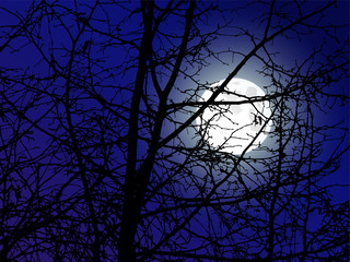  Spring nature background. Branches of trees without leaves. Night. Moonlight.  Can be used for visit cards, eco texture, devices backdrops.