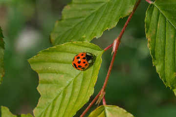 Lady bug on a chewed up leaf.  Insect close up.  