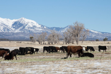 Beef cattle graze on dry grass in wintertime southern Colorado