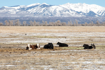 Cattle resting in a frozen grass field near the San Juan mountain range