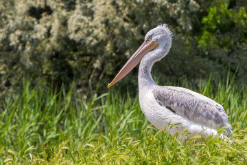 Dalmatian pelican in the field
