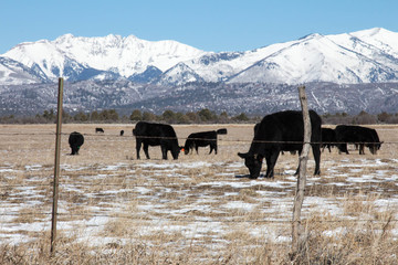 Cattle grazing behind a barbed wire fence in wintertime Colorado