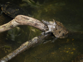 Schildkröte am Wasser - Zoo