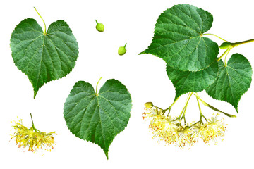 Sprig of linden blossoms isolated on white background.
