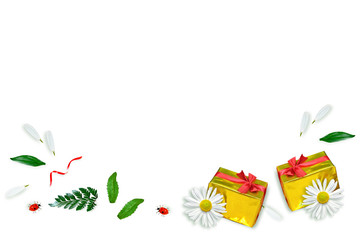 daisies summer flower isolated on white background.