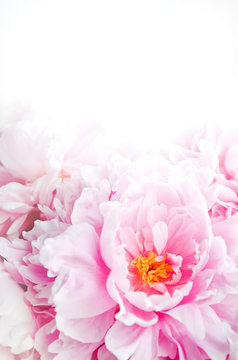 Fresh bunch of pink peonies peony roses flowers. Pastel floral wallpaper, background from flower petals. Trendy color. Bloom love concept. Card, text, copy space.