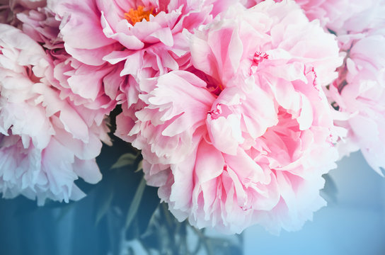 Fresh bunch of pink peonies peony roses flowers, white with blue effect shine. Pastel floral wallpaper, background from flower petals. Trendy color. Bloom love concept. Card, text, copy space.