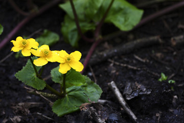 Marsh marigold flowers