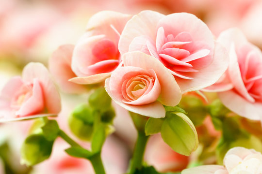 Pink Begonia Flower In Garden