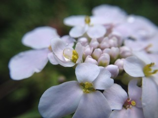 Water drops on candytuft flower