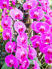 White purple phalaenopsis orchid flower in garden