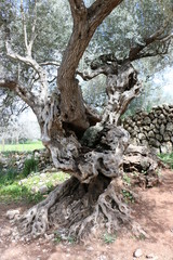 Olivenbaum auf Mallorca