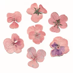  Pressed and dried pink flowers © Nevada31