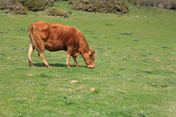 Cows in a field
