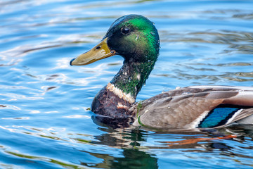 Mallard