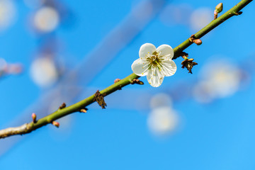 White apricot blossom with blue sky