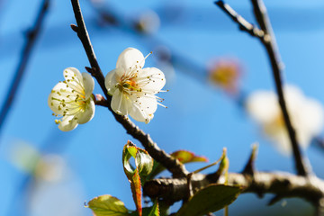 White apricot blossom with blue sky