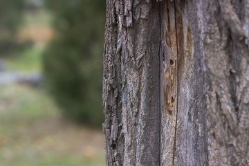 bark of tree close up