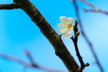 White apricot blossom with blue sky