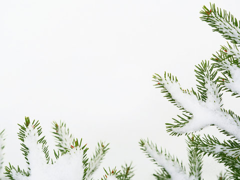 Green Christmas fir tree branches covered in snow on a white background
