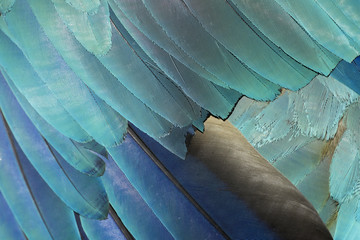 Colorful parrot feathers