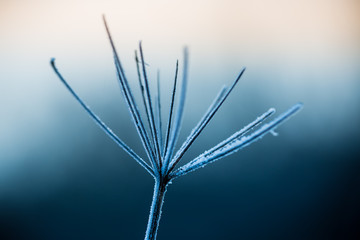 Close up of frozen plant