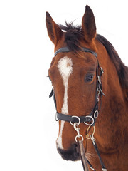 Portrait of a young horse in cavesson halter, isolate