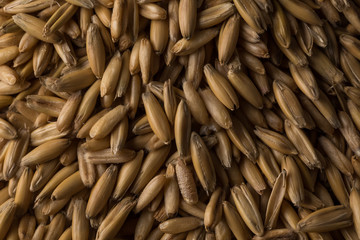 natural oat grains background, closeup
