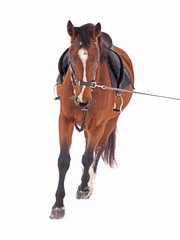 Fototapeta premium Work of a young horse on a rope in the snow, isolate