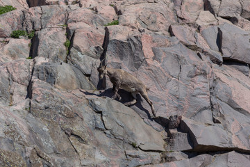 mountain goat on a hill