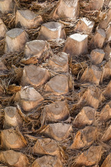 palm tree trunk background