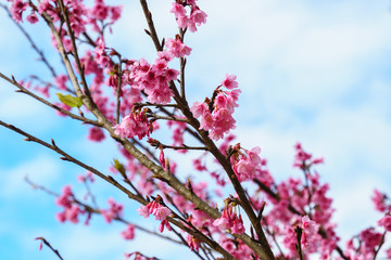 Pink sakura blossom with sky