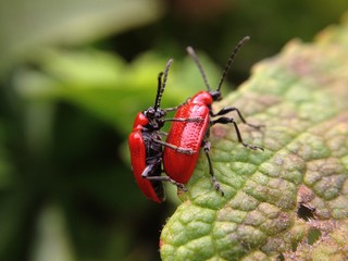 Scarlet lily beetle